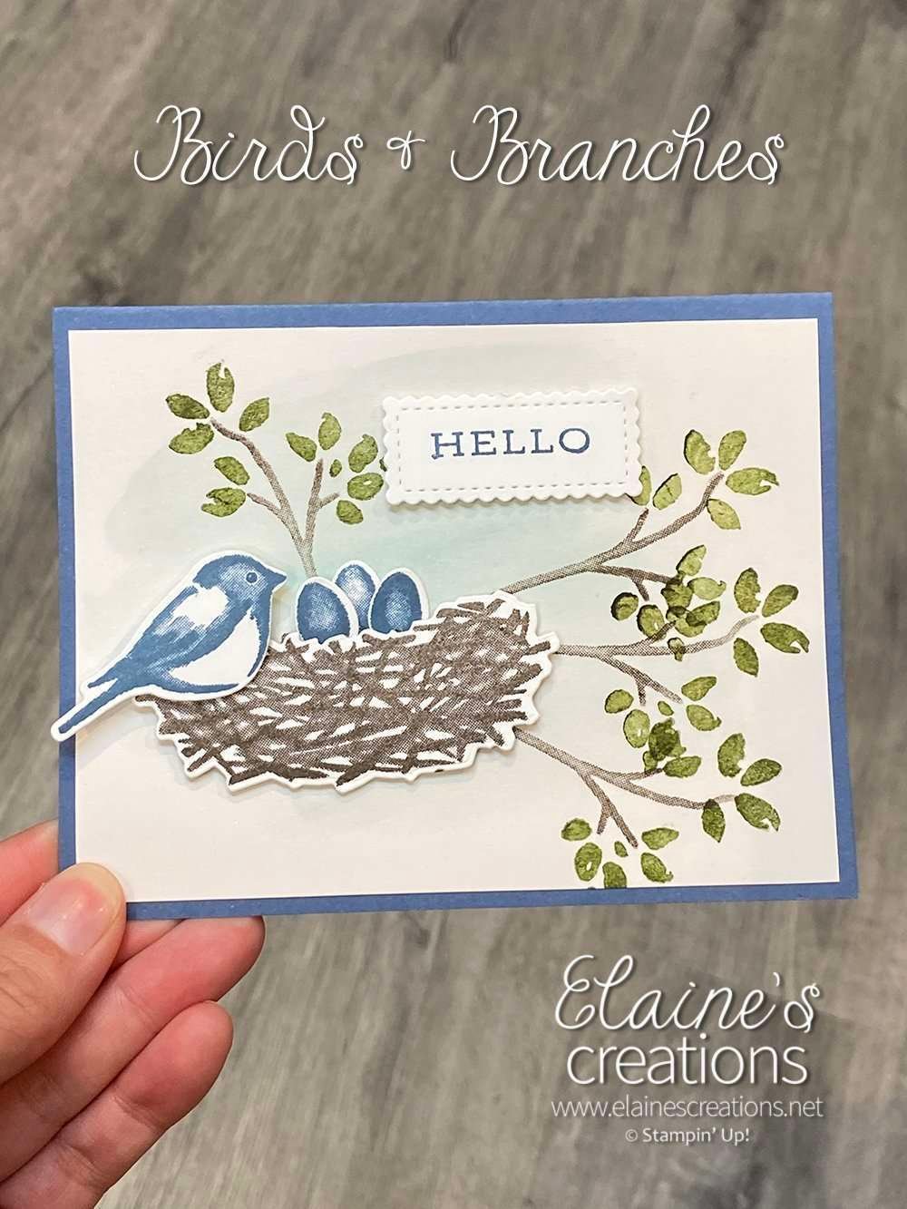 birds & branches