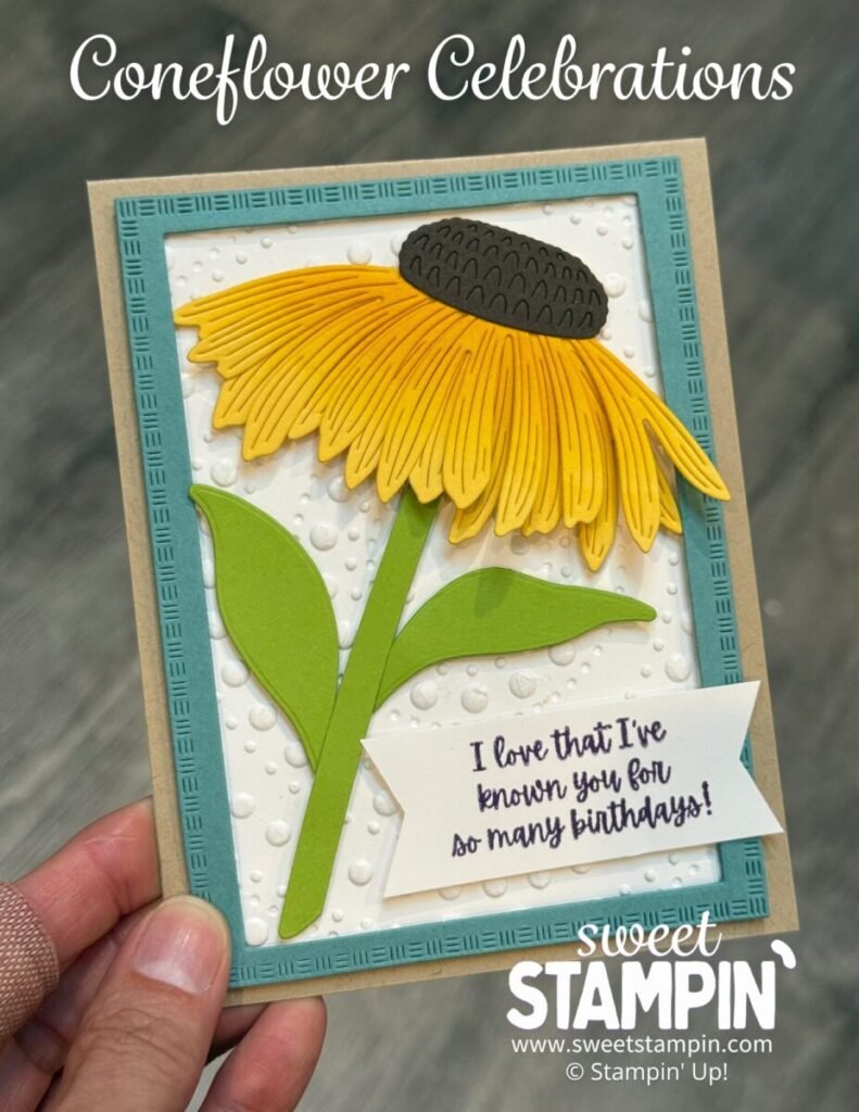 coneflower celebrations