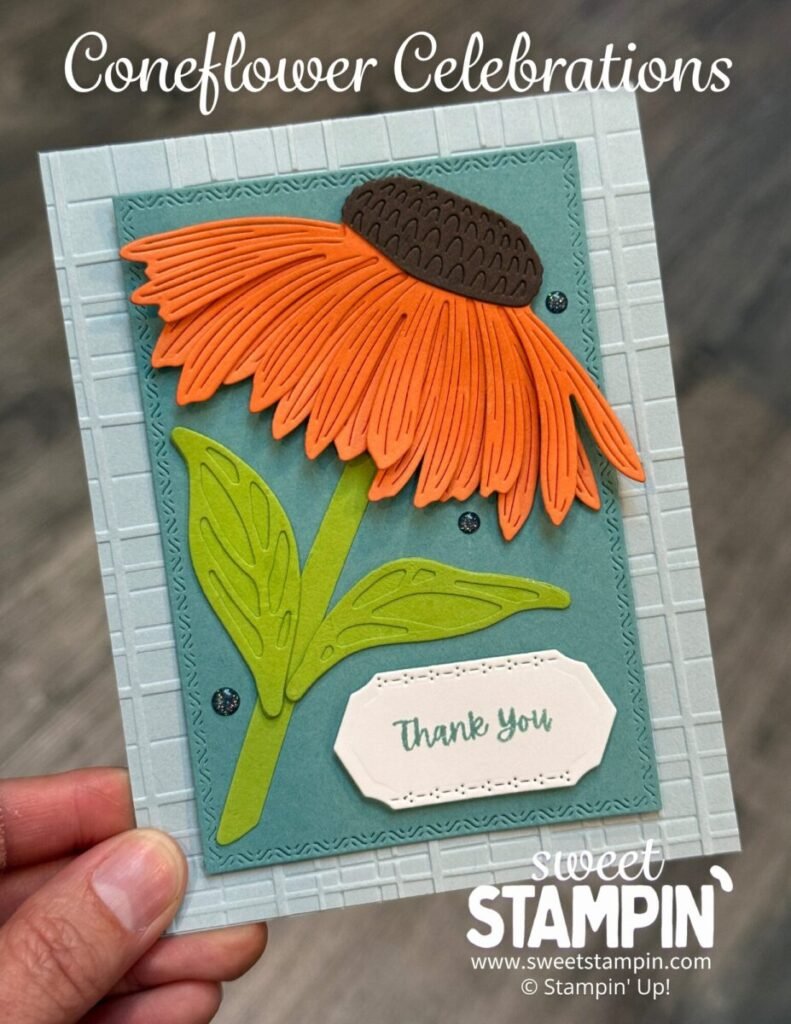 coneflower celebrations